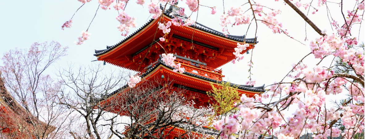 日本春季賞櫻之旅・花開正美